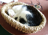 Thomas in a basket